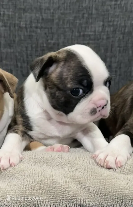 Jessie – Boston Terrier puppy for sale in Anaheim, CA