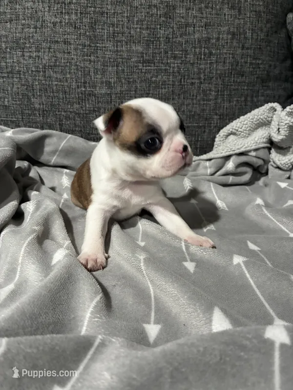 Bonnie AKC – Boston Terrier puppy for sale in Anaheim, CA
