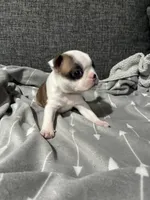 Bonnie AKC, a female Boston Terrier for sale in Anaheim, CA – 1 of 7
