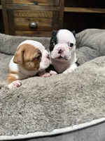 Sully, a male Boston Terrier for sale in Anaheim, CA – 6 of 8