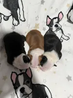 Sammy, a male Boston Terrier for sale in Anaheim, CA – 3 of 5