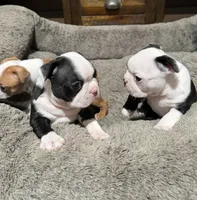 Sally, a female Boston Terrier for sale in Anaheim, CA – 4 of 7