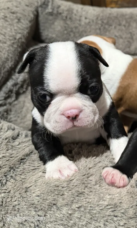 Sally – Boston Terrier puppy for sale in Anaheim, CA