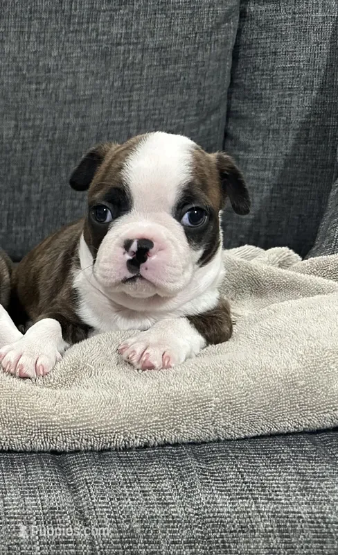 Buzz – Boston Terrier puppy for sale in Anaheim, CA