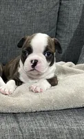 Buzz-PENDING, a male Boston Terrier for sale in Anaheim, CA – 1 of 4