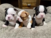 Sally, a female Boston Terrier for sale in Anaheim, CA – 3 of 7