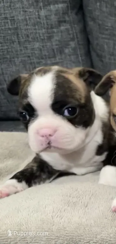 Slinky – Boston Terrier puppy for sale in Anaheim, CA