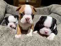 Sammy-hold, a male Boston Terrier for sale in Anaheim, CA – 3 of 5