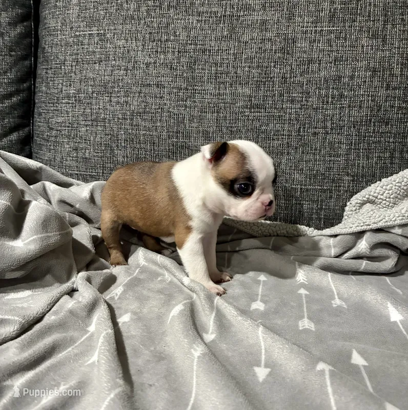 Bonnie AKC – Boston Terrier puppy for sale in Anaheim, CA