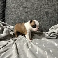 Bonnie AKC, a female Boston Terrier for sale in Anaheim, CA – 2 of 7