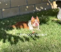 Sully, a male Boston Terrier for sale in Anaheim, CA – 5 of 6