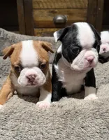 Sally, a female Boston Terrier for sale in Anaheim, CA – 5 of 7