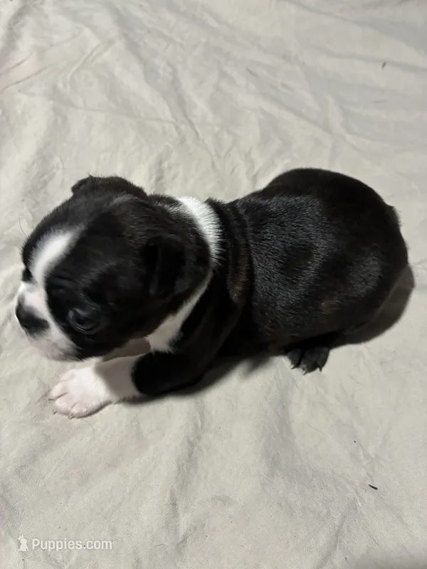 Monty AKC-pending – Boston Terrier puppy for sale in Anaheim, CA