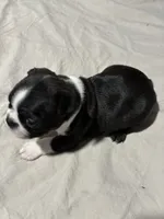 Monty AKC-pending, a male Boston Terrier for sale in Anaheim, CA – 1 of 5