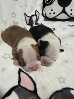 Sully, a male Boston Terrier for sale in Anaheim, CA – 3 of 6