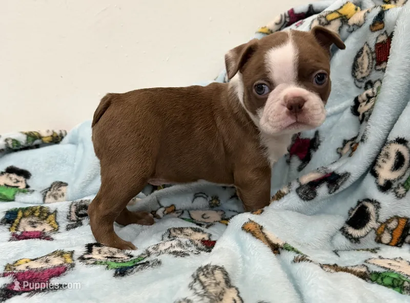Freddy AKC – Boston Terrier puppy for sale in Anaheim, CA