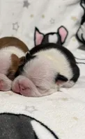 Sully, a male Boston Terrier for sale in Anaheim, CA – 1 of 6