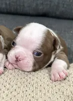 Chica, a female Boston Terrier for sale in Anaheim, CA – 1 of 4