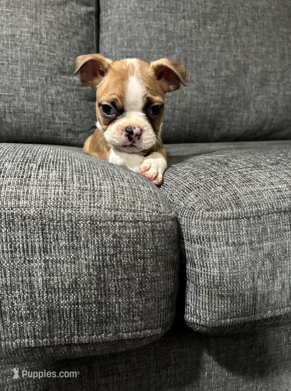 Woody – Boston Terrier puppy for sale in Anaheim, CA