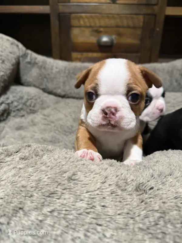 Sammy – Boston Terrier puppy for sale in Anaheim, CA