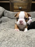 Sammy-hold, a male Boston Terrier for sale in Anaheim, CA – 1 of 5
