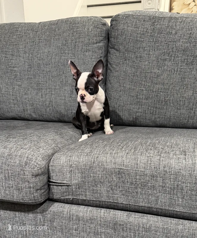 Sally – Boston Terrier puppy for sale in Anaheim, CA