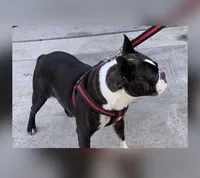 Sully, a male Boston Terrier for sale in Anaheim, CA – 6 of 6