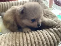 Rusty, a male Pomeranian for sale in Louisa, VA – 4 of 5