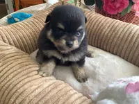 Bella, a female Pomeranian for sale in Louisa, VA – 3 of 5
