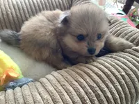 Rusty, a male Pomeranian for sale in Louisa, VA – 3 of 5
