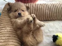 Rusty, a male Pomeranian for sale in Louisa, VA – 1 of 5