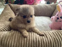 Peaches, a female Pomeranian for sale in Louisa, VA – 3 of 4