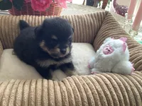 Bella, a female Pomeranian for sale in Louisa, VA – 2 of 5