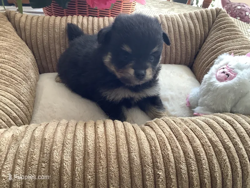 Bella – Pomeranian puppy for sale in Louisa, VA