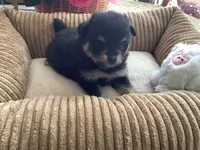 Bella, a female Pomeranian for sale in Louisa, VA – 1 of 5
