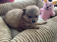 Peaches, a female Pomeranian for sale in Louisa, VA – 4 of 4