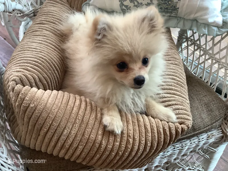 Blondie – Pomeranian puppy for sale in Louisa, VA