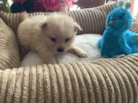 Teddy, a male Pomeranian for sale in Louisa, VA – 5 of 5