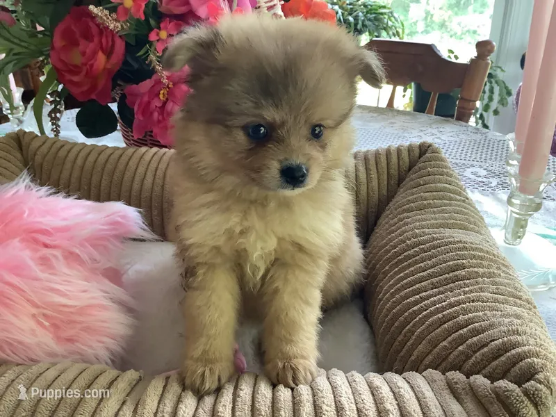 Peaches – Pomeranian puppy for sale in Louisa, VA