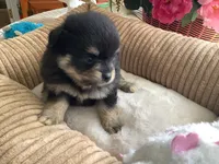 Bella, a female Pomeranian for sale in Louisa, VA – 4 of 5