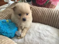Teddy, a male Pomeranian for sale in Louisa, VA – 2 of 5