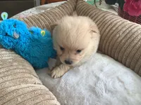 Teddy, a male Pomeranian for sale in Louisa, VA – 4 of 5