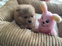 Peaches, a female Pomeranian for sale in Louisa, VA – 1 of 4