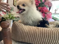 Blondie, a female Pomeranian for sale in Louisa, VA – 4 of 4