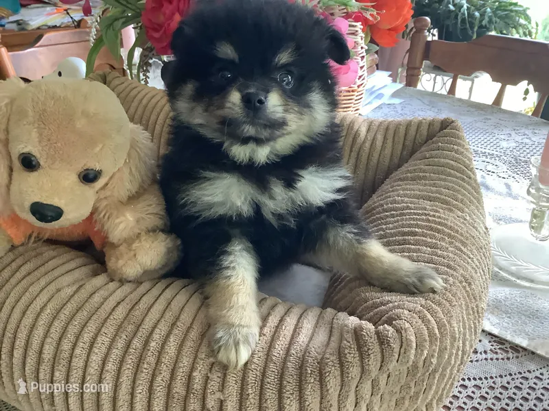 Bella – Pomeranian puppy for sale in Louisa, VA