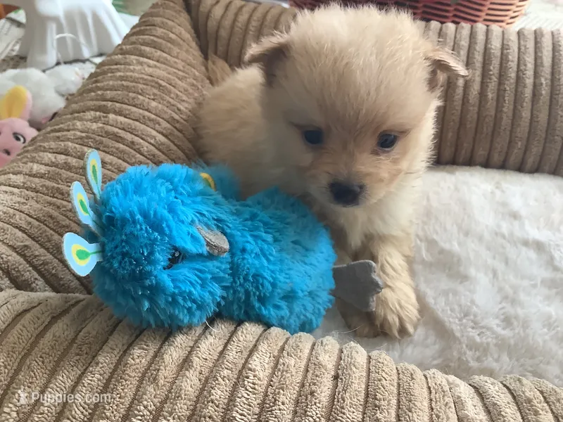 Teddy – Pomeranian puppy for sale in Louisa, VA
