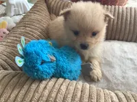 Teddy, a male Pomeranian for sale in Louisa, VA – 1 of 5