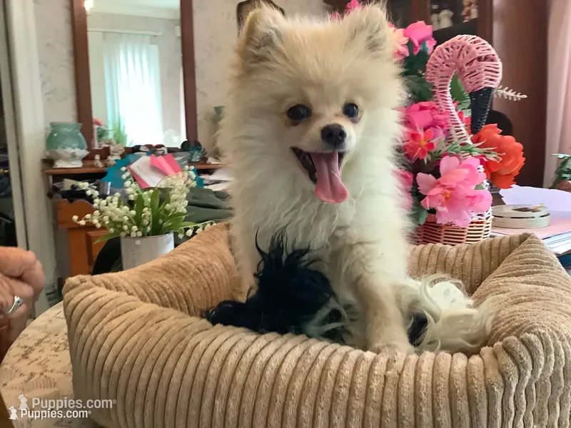 Blondie – Pomeranian puppy for sale in Louisa, VA