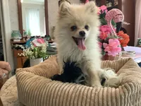 Blondie, a female Pomeranian for sale in Louisa, VA – 3 of 4