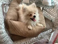 Blondie, a female Pomeranian for sale in Louisa, VA – 2 of 4